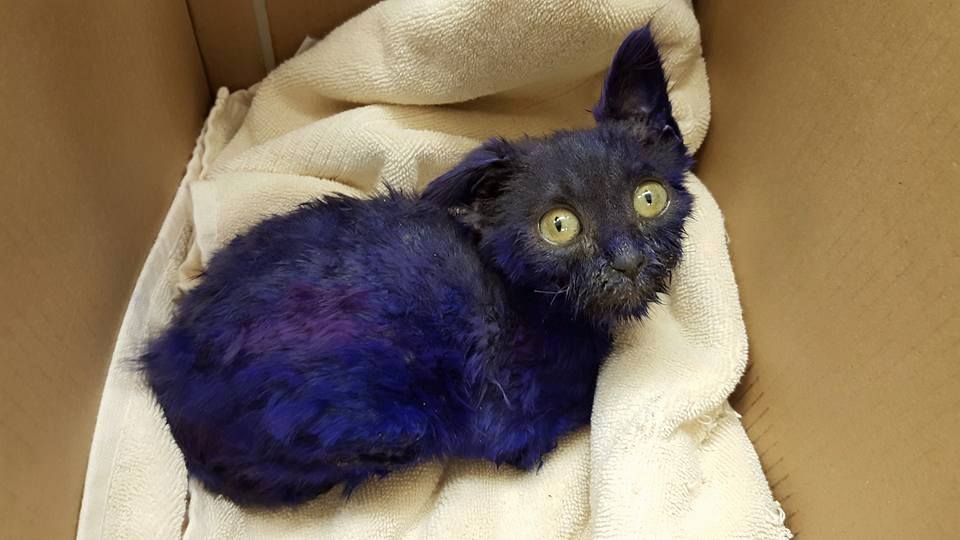 The Kitten Found Covered In Purple Become A Fluffy Handsome Boy