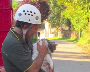 Cat Found Alive Under Rubble After 32 Days After An Earthquake In Italy