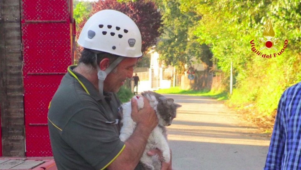 Cat Found Alive Under Rubble After 32 Days After An Earthquake In Italy