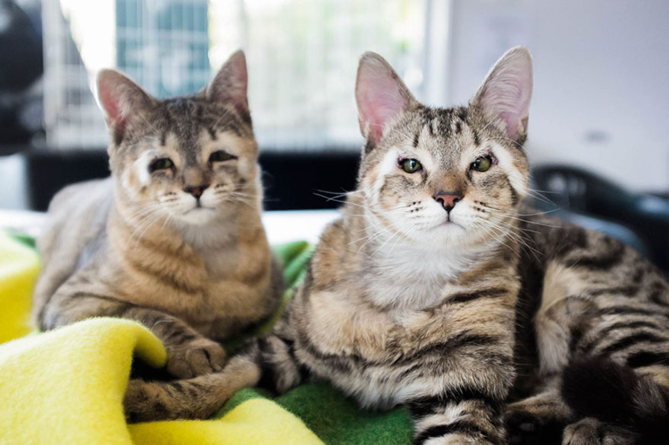 Kittens Born Without Eyelids Rescued By Loving Couple!