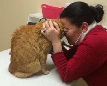 After Being Lost in Australia, Senior Cat Reunites With His Mom In Ireland!