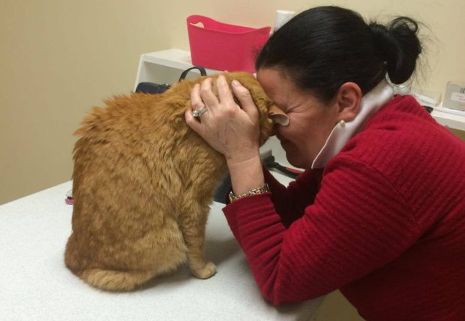 After Being Lost in Australia, Senior Cat Reunites With His Mom In Ireland!