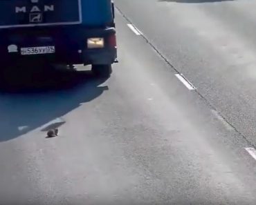 Kitten Is Nearly Run Over THIRTEEN Times Before He Is Rescued From Busy Highway