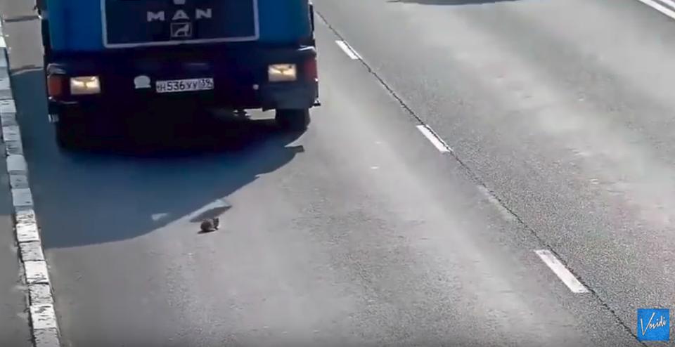 Kitten Is Nearly Run Over THIRTEEN Times Before He Is Rescued From Busy Highway