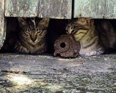 New Book Calls for Removal of Outdoor Cats ‘By Any Means’…