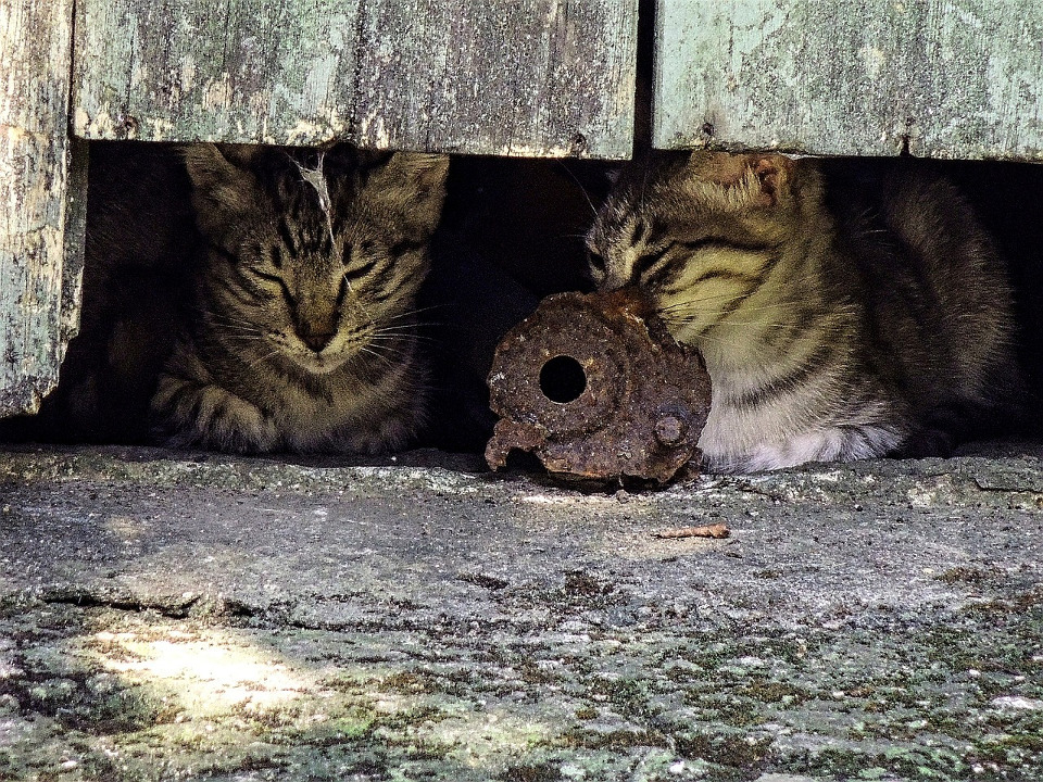 New Book Calls for Removal of Outdoor Cats ‘By Any Means’…