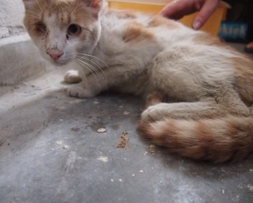 Helpless Cat Who Was Unable To Stand Made An Amazing Transformation