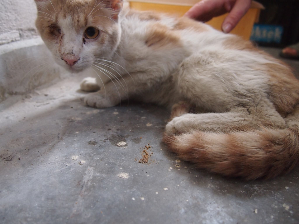 Helpless Cat Who Was Unable To Stand Made An Amazing Transformation