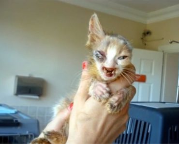 A 7-Year-Old Girl Rescued A Disfigured Abandoned Kitten Left To Die