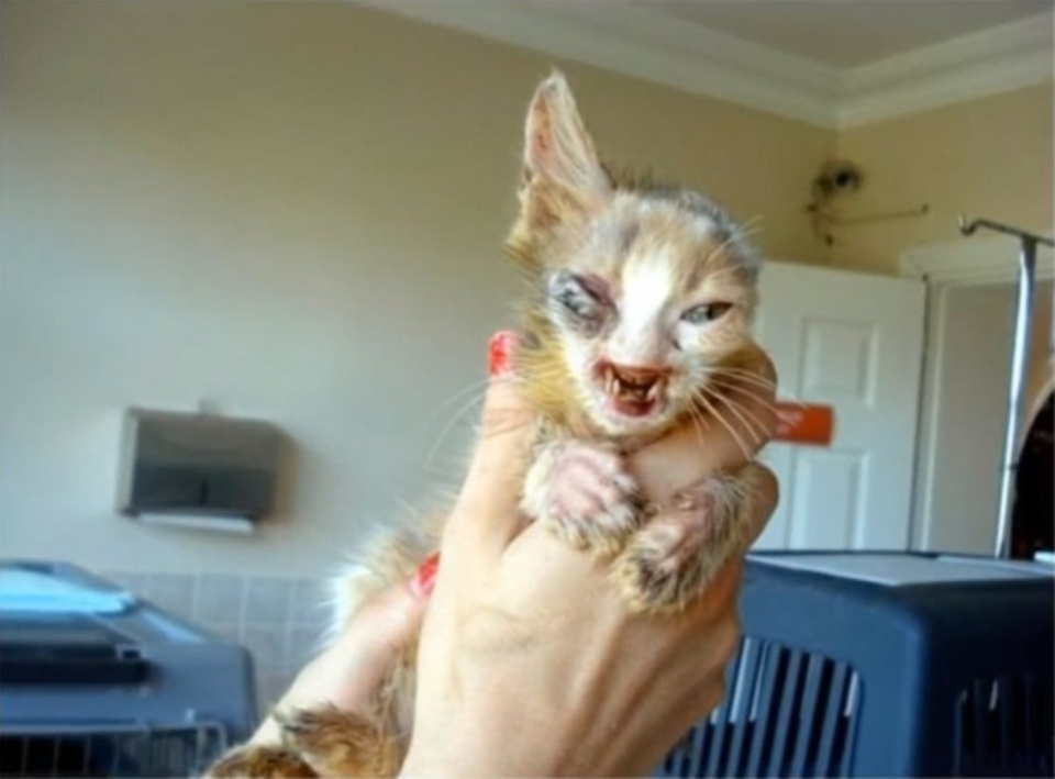 A 7-Year-Old Girl Rescued A Disfigured Abandoned Kitten Left To Die