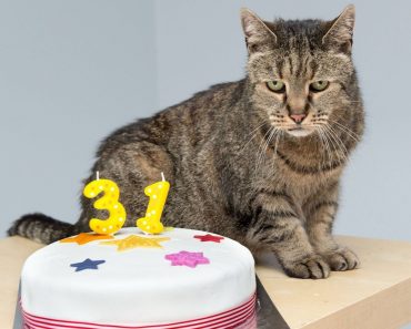 Cat Celebrated His 31-Year-Old  Birthday!