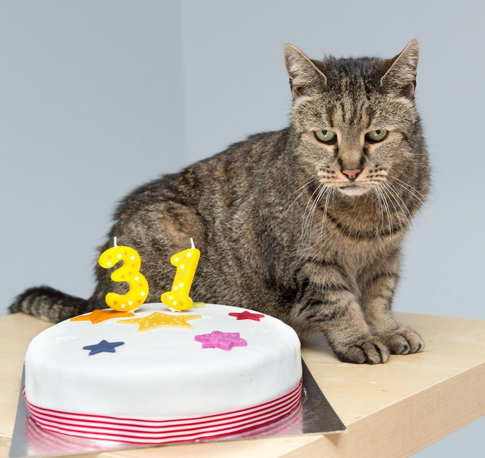 Cat Celebrated His 31-Year-Old  Birthday!