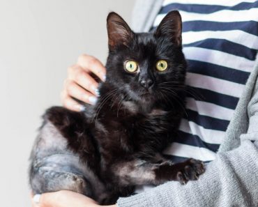 Cat Hit By Train Used All His Willpower To Crawl To A House To Ask For Help