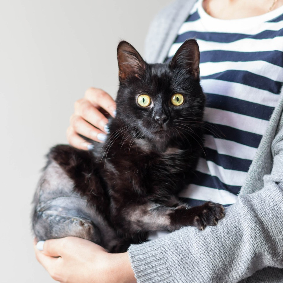 Cat Hit By Train Used All His Willpower To Crawl To A House To Ask For Help