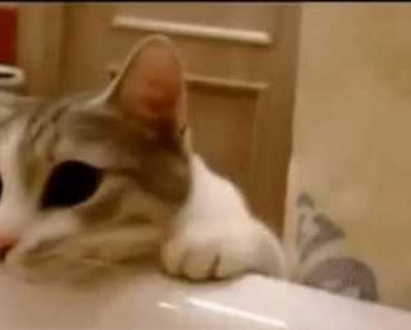 Cat Tries To Save Her Human From “Drowning” In The Bathtub!