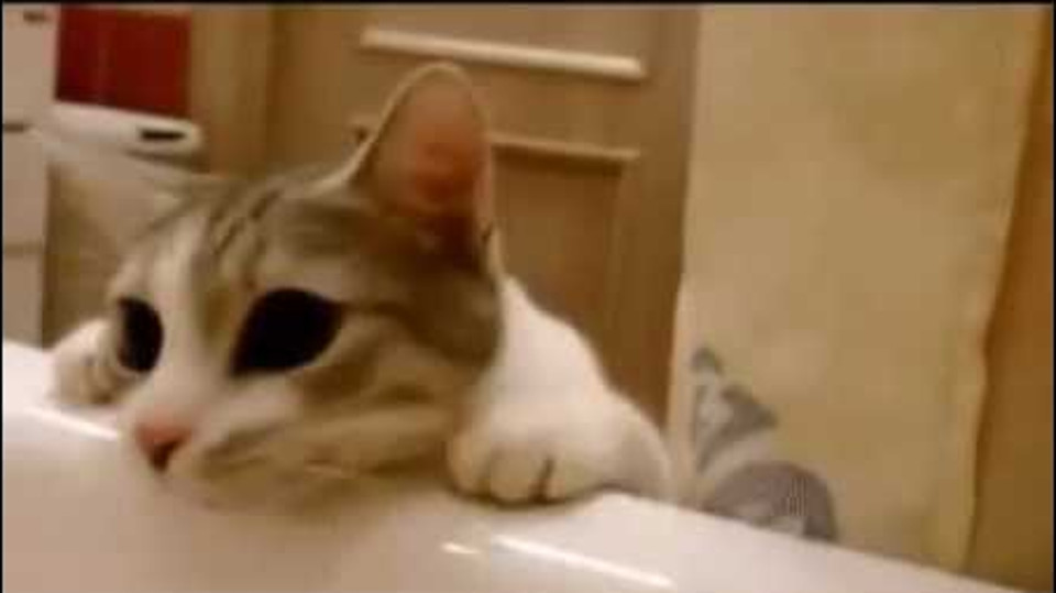 Cat Tries To Save Her Human From “Drowning” In The Bathtub!