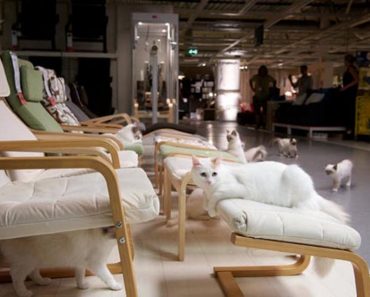 IKEA Releases 100 Cats Into A Store And The Result Is Beautiful