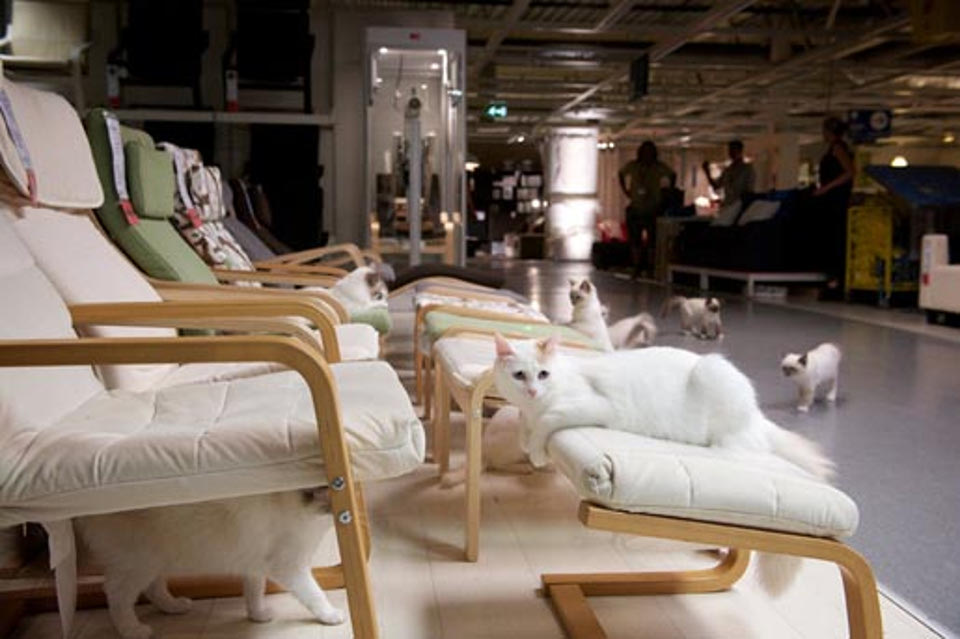 IKEA Releases 100 Cats Into A Store And The Result Is Beautiful