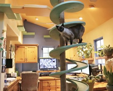 Man Turns His House Into Indoor Cat Playland