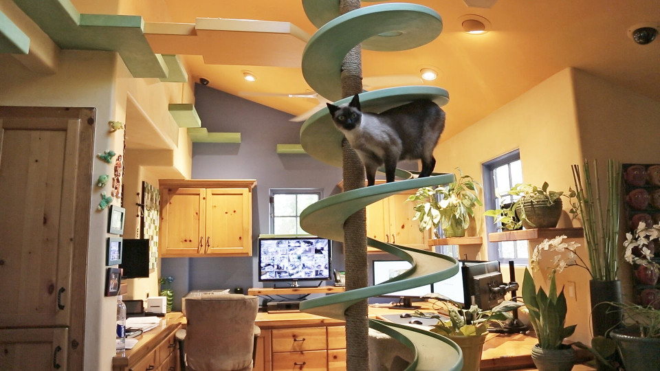 Man Turns His House Into Indoor Cat Playland