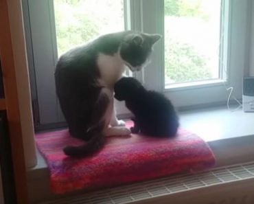 Kitten Who Was Found Abandoned On A Field Bonds With Family Cat