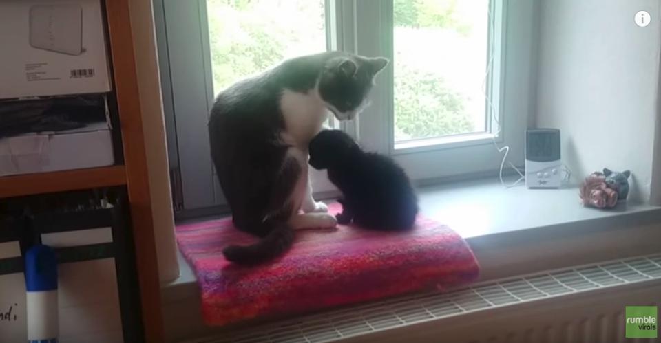 Kitten Who Was Found Abandoned On A Field Bonds With Family Cat