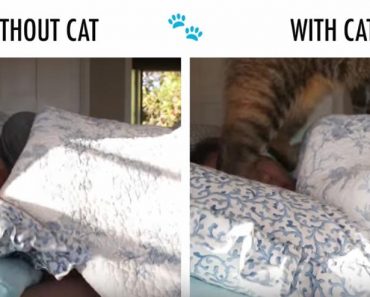 Life Without Cats Vs. Life With Cats