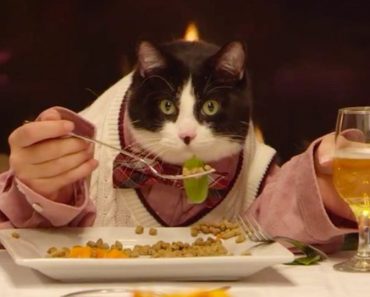 Cat Invites His 13 Dog Friends To A Very Stylish Dinner!