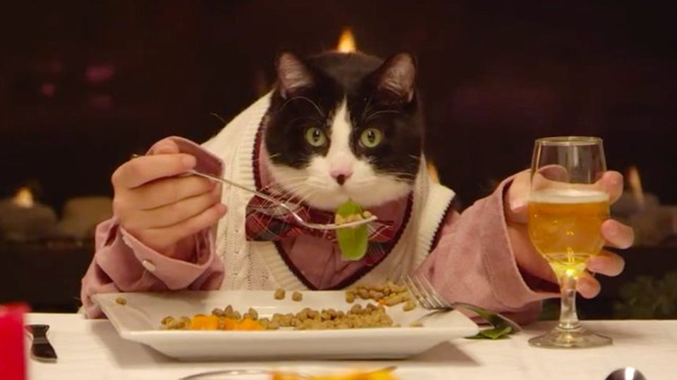 Cat Invites His 13 Dog Friends To A Very Stylish Dinner!