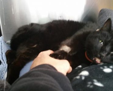 Truck Driver Stops In The Rain To Save A Cat Who Was Almost ‘Dead’