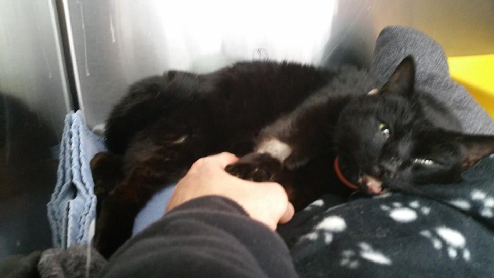 Truck Driver Stops In The Rain To Save A Cat Who Was Almost ‘Dead’
