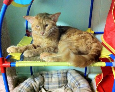 Special Blind Cat With Four Ears Has So Much Love To Give