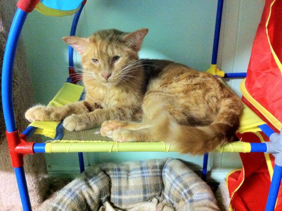 Special Blind Cat With Four Ears Has So Much Love To Give