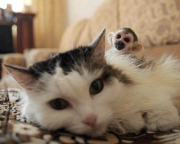 Russian Senior Cat Adopts Abandoned Baby Squirrel Monkey From Zoo!