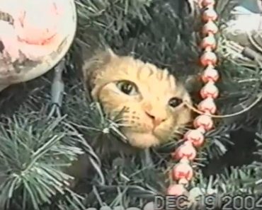 Cat Completely Ignores His Human When She Is Asking Him To Get Off The Tree!