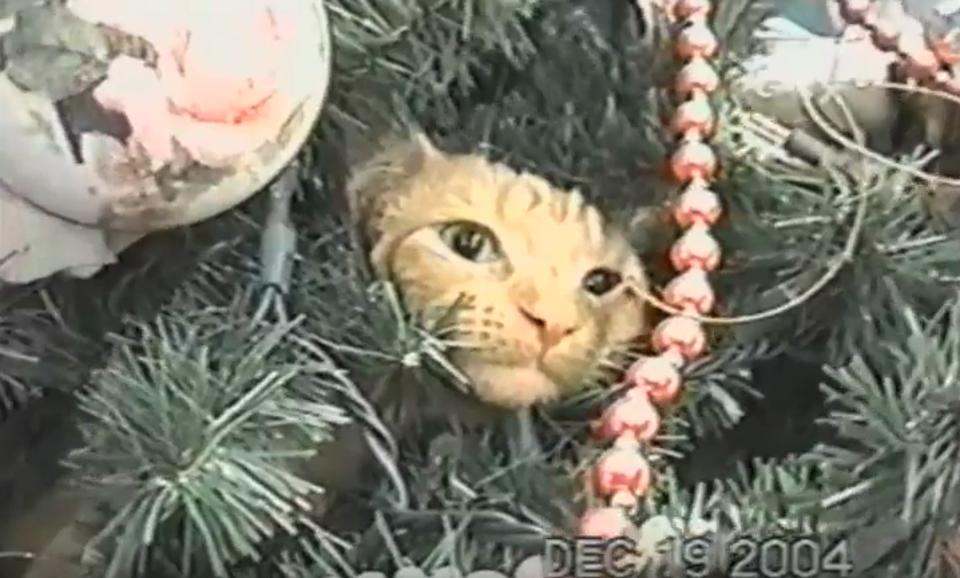 Cat Completely Ignores His Human When She Is Asking Him To Get Off The Tree!