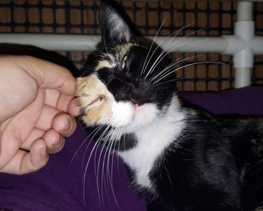 Calico Cat Found Shot in Eye Surprised Everyone With Her Enormous Heart