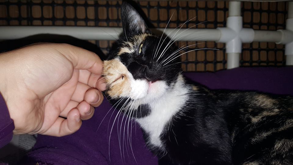 Calico Cat Found Shot in Eye Surprised Everyone With Her Enormous Heart