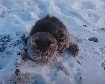 Cat Who Literally Froze To The Ground Was Rescued By Locals