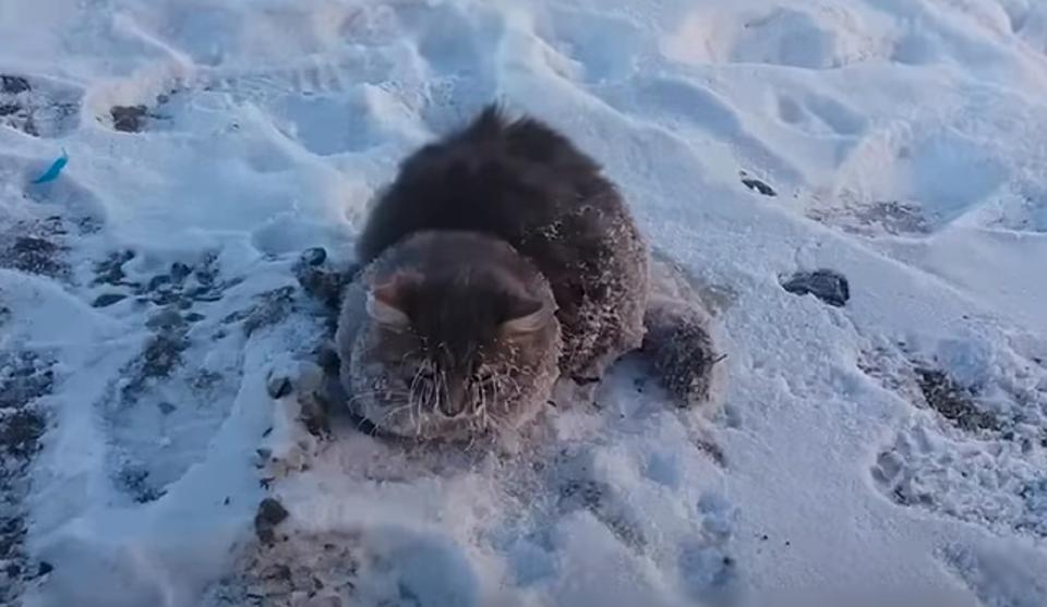 Cat Who Literally Froze To The Ground Was Rescued By Locals