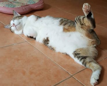 Cat With Only Two Back Legs Becomes Internet Celebrity