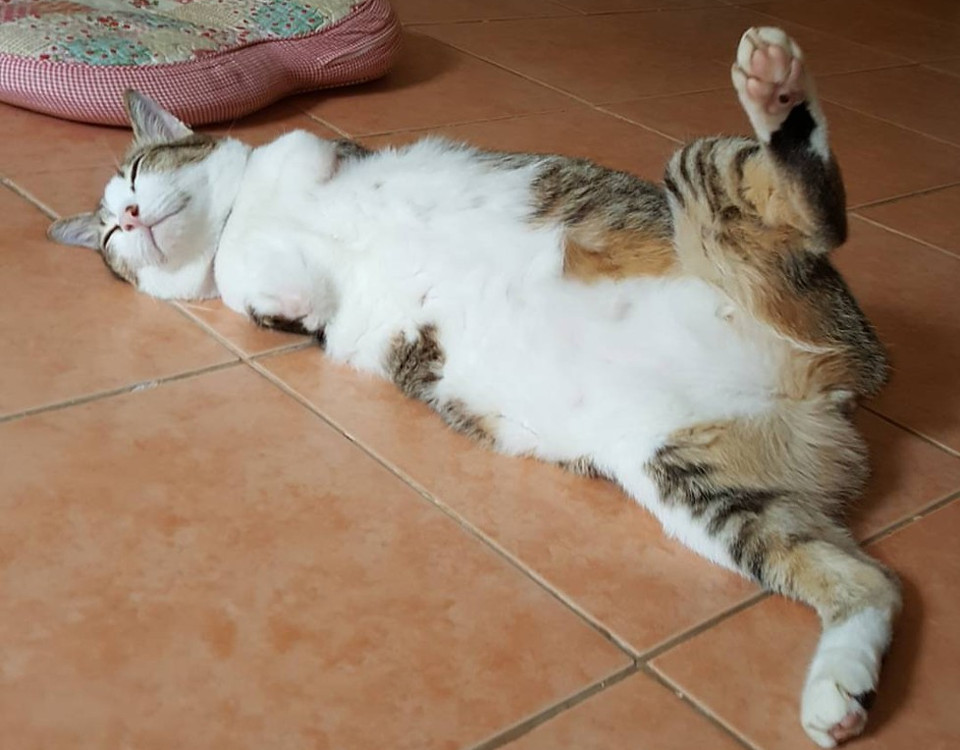 Cat With Only Two Back Legs Becomes Internet Celebrity