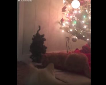 Cats Not A Fan Of Christmas Prank!