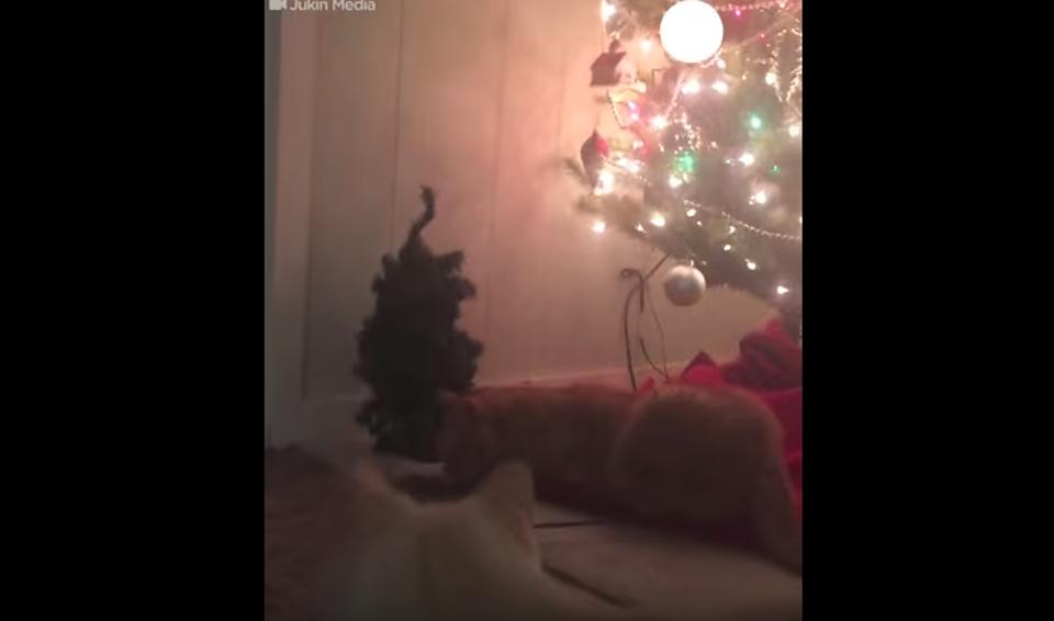 Cats Not A Fan Of Christmas Prank!