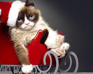 Grumpy Cat’s Worst Christmas Ever!