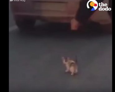 Guy Saves Kitten On Highway!