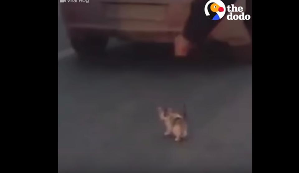 Guy Saves Kitten On Highway!
