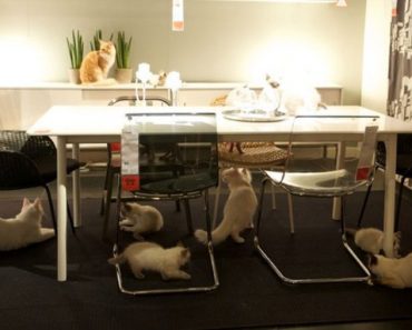 IKEA Cats Happy Inside. Behind-The-Scenes Video