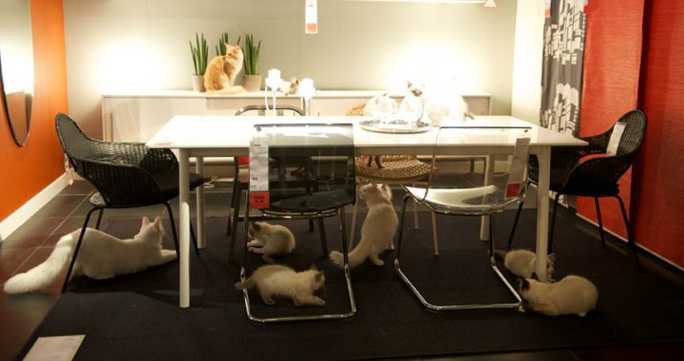 IKEA Cats Happy Inside. Behind-The-Scenes Video