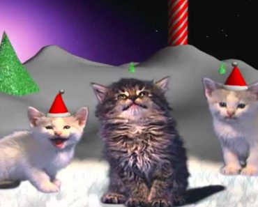 Jingle Cats Silent Night!